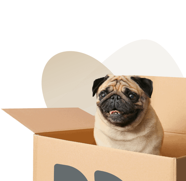 Pug in a Box